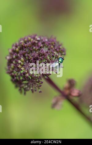 Blume der roten Engelwurz (Angelica gigas) Stockfoto