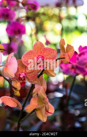 Orchideen (Phalaenopsis) Stockfoto