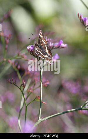 Karte Schmetterling (Araschnia levana) Auf breitblättrigen Meereslavendel / Meereslavendel (Limonium latifolium) Stockfoto