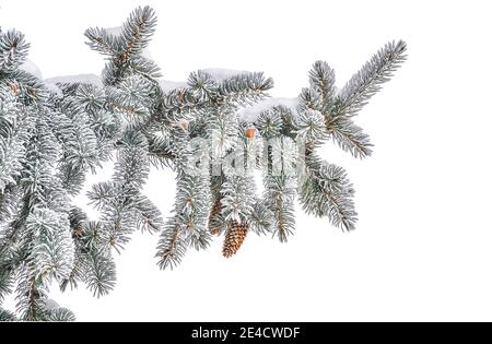 Tannenzweig mit Zapfen und Raureif oder Reif und Schnee auf grünen Nadeln, isoliert auf weißem Hintergrund. Winter saisonaler Hintergrund - Fichtenzweig A Stockfoto