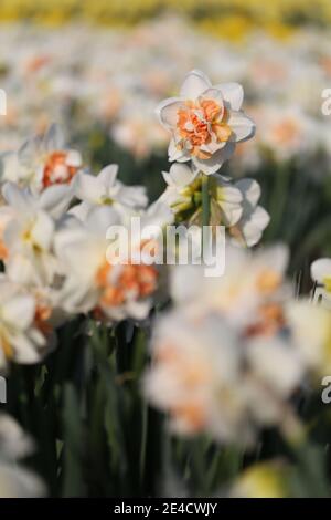 Daffodil Feld in der Bollenstreek, Niederlande Stockfoto