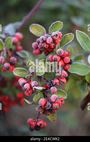 Frostbedeckte Beeren des mediterranen firethorns (Pyramicantha coccinea) Stockfoto