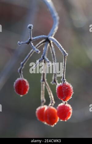 Frostbedeckte Beeren des Schneeballs (Viburnum opulus) Stockfoto