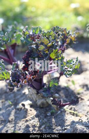 Meereskohl (Crambe maritima) auf sandigen Böden Stockfoto