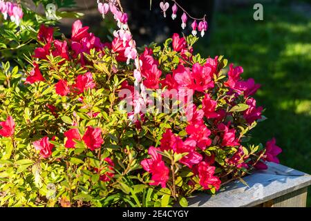 Arabesk, Japanische Azaleen, Japanische Azaleen (Rhododendron japonica) Stockfoto