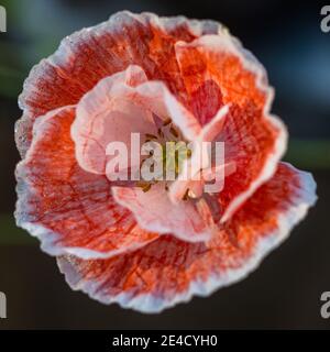 'Shirley, Falling in Love' Maismohnblume, Kornvallmo (Papaver rhoeas) Stockfoto