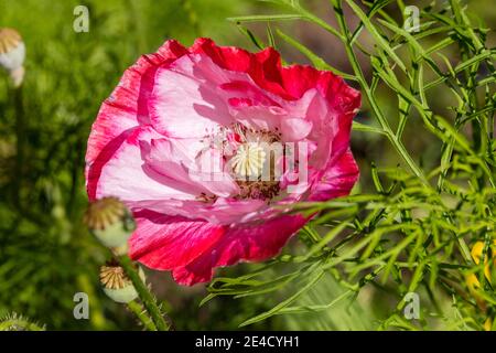 'Mutter der Perle' Maismohnblume, Kornvallmo (Papaver rhoeas) Stockfoto