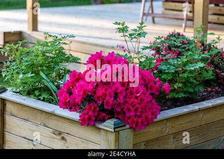 Arabesk, Japanische Azaleen, Japanische Azaleen (Rhododendron japonica) Stockfoto