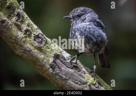 Nordinsel-Rotkehlchen ( Petroica longipes ) Stockfoto