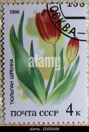 ISTANBUL, TÜRKEI - 03. JANUAR 2021: Sowjetische Briefmarke zeigt Flora russischer Steppen, Tulip um 1986 Stockfoto