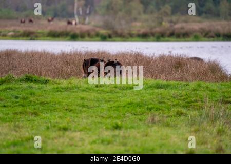 Drei Stare auf dem Rücken eines braunen Wildpferdes. Von hinten gesehen. Teil des Pferdes, See im Hintergrund. Selektiver Fokus Stockfoto