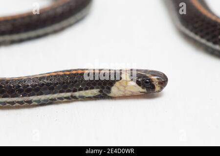 Malaysische gestreifte Korallenschlange - Calliophis intestinalis- isoliert auf weiß Hintergrund Stockfoto