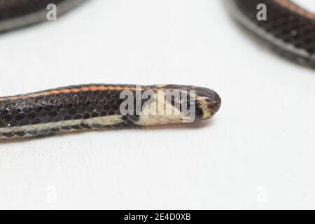 Malaysische gestreifte Korallenschlange - Calliophis intestinalis- isoliert auf weiß Hintergrund Stockfoto