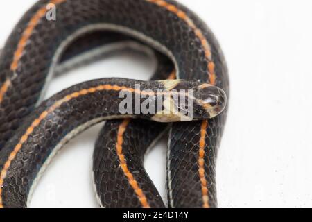 Malaysische gestreifte Korallenschlange - Calliophis intestinalis- isoliert auf weiß Hintergrund Stockfoto