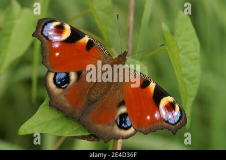 Nahaufnahme eines frischen bunten Pfau Schmetterling, Inachis io Stockfoto