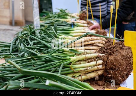 Ernte der Frühlingszwiebel, calçots, Demonstration auf den Theken auf dem Feiertag der Frühlingszwiebel 'Calçotada' in Spanien. Stockfoto