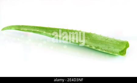 Aloe vera Blatt auf dem weißen Hintergrund isoliert Nahaufnahme. Gesundheits- und Hautpflegekonzept. Alternative Erneuerungsmedizin, Zutat für Kosmetika. Stockfoto