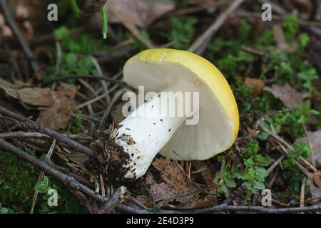 Psathyrella claroflava, bekannt als der gelbe Sumpf psathyrella oder gelbe Sumpf brittlegill, wilde essbare Pilze aus Finnland Stockfoto