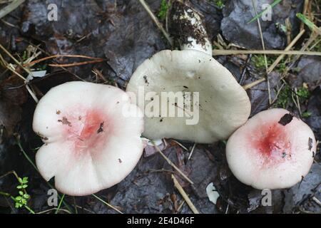 Psathyrella depallens, bekannt als gebleichte brittlegill, Pilze aus Finnland Stockfoto