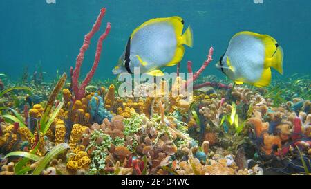 Bunte Unterwasserwelt im Meer, tropische Fische mit Korallen und Schwamm im Riff, Karibisches Meer Stockfoto