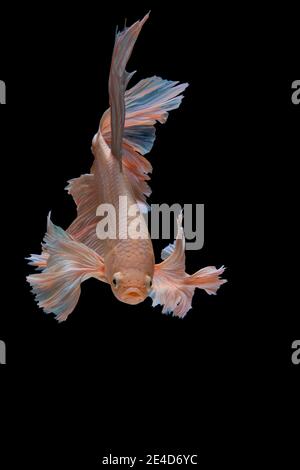 Close up Kunst Bewegung von Betta Fisch, Siamese fighting fish auf schwarzem Hintergrund isoliert. Fine Art Design Konzept. Stockfoto