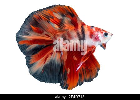 Der bewegende Moment der Betta Siam kämpfen Fische, Betta splendens Pla-kad ( beißende Fische ) Thai, beliebte Aquarienfische. Große Ohren dumbo goldgelb ha Stockfoto