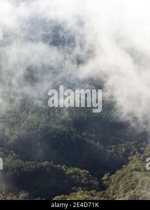 Morgennebel, der sich zurückzieht und die Bergkämme enthüllt, die in seltenen Urwald der Großen Aufdeckung Südafrikas bedeckt sind Stockfoto