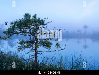 Moorsee, neblige Moorlandschaft mit Sumpfkiefern und traditioneller Moorvegetation, verschwommener Hintergrund, Nebel im Moor, Dämmerung, Dikli, Madiesenu Moor, Lettland Stockfoto