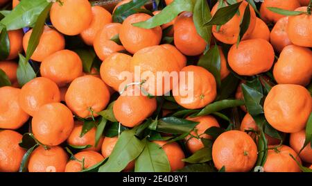 Bündel frische Mandarinen Orangen auf dem Markt Stockfoto