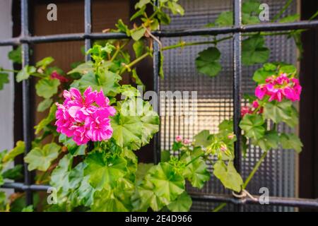 Gitter eines Fensters mit Blumen, typisch weißes Dorf Mijas. Costa del Sol, Provinz Malaga. Andalusien, Südspanien Europa Stockfoto
