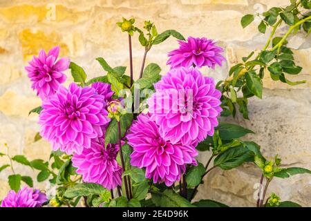 Rosa Dahlia Blume Blüte an der traditionellen Steinmauer von Nordspanien, Europa Stockfoto