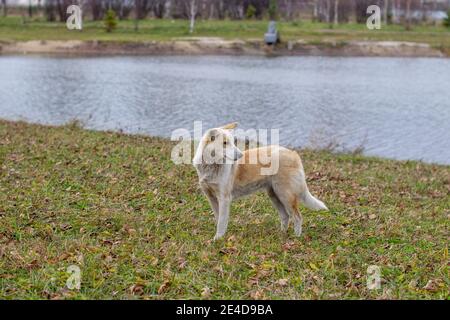 Ein streunender verlassene Hund mit sehr traurigen und intelligenten Augen. Stockfoto