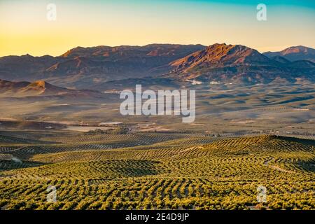 Landschaft mit Olivenhain und Naturpark Sierra Magina, Baeza. Jaen Provinz, Andalusien, Südspanien Europa Stockfoto