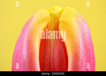 Nahaufnahme des Blütenkopfes eines schönen rosa und Gelbe Tulpe Stockfoto