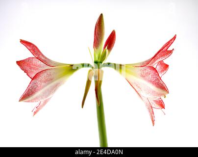 Schöne rosa und weiße Amaryllis Blume von einer Sorte namens Apfelblüte, fotografiert vor einem schlichten weißen Hintergrund Stockfoto
