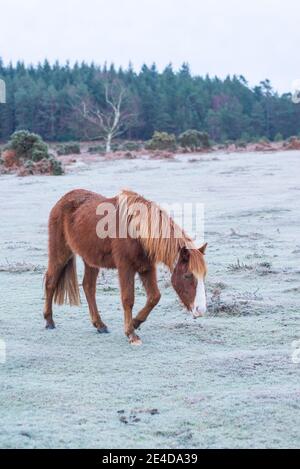 Ogdens, Frogham, Fordingbridge, New Forest, Hampshire, UK, Samstag 23. Januar, 2021, Wetter: Frostiger Morgen für New Forest Pony auf dem Land am frühen Morgen. Die kälteren als durchschnittlichen Temperaturen bringen die Aussicht auf etwas Schnee an die Südküste Grafschaften über das Wochenende. Kredit: Paul Biggins/Alamy Live Nachrichten Stockfoto