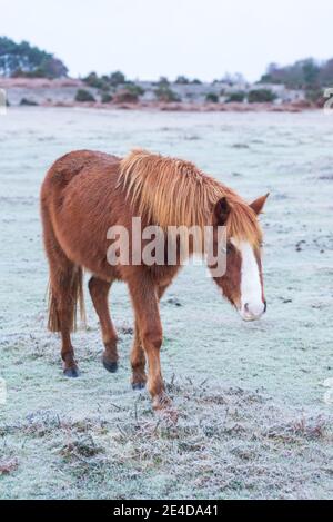 Ogdens, Frogham, Fordingbridge, New Forest, Hampshire, UK, Samstag 23. Januar, 2021, Wetter: Frostiger Morgen für New Forest Pony auf dem Land am frühen Morgen. Die kälteren als durchschnittlichen Temperaturen bringen die Aussicht auf etwas Schnee an die Südküste Grafschaften über das Wochenende. Kredit: Paul Biggins/Alamy Live Nachrichten Stockfoto