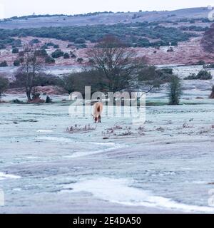 Ogdens, Frogham, Fordingbridge, New Forest, Hampshire, UK, Samstag 23. Januar, 2021, Wetter: Frostiger Morgen für New Forest Pony auf dem Land am frühen Morgen. Die kälteren als durchschnittlichen Temperaturen bringen die Aussicht auf etwas Schnee an die Südküste Grafschaften über das Wochenende. Kredit: Paul Biggins/Alamy Live Nachrichten Stockfoto