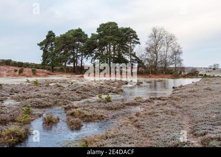 Ogdens, Frogham, Fordingbridge, New Forest, Hampshire, UK, Samstag 23. Januar 2021, Wetter: Frostiger und eisiger Morgen auf dem Land am frühen Morgen. Die kälteren als durchschnittlichen Temperaturen bringen die Aussicht auf etwas Schnee an die Südküste Grafschaften über das Wochenende. Kredit: Paul Biggins/Alamy Live Nachrichten Stockfoto