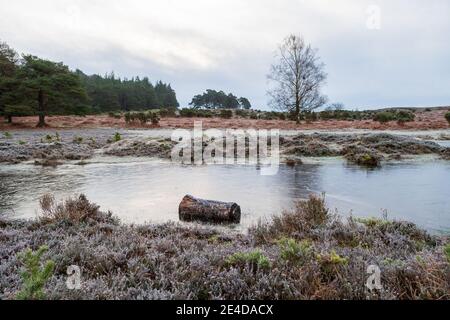 Ogdens, Frogham, Fordingbridge, New Forest, Hampshire, UK, Samstag 23. Januar 2021, Wetter: Frostiger und eisiger Morgen auf dem Land am frühen Morgen. Die kälteren als durchschnittlichen Temperaturen bringen die Aussicht auf etwas Schnee an die Südküste Grafschaften über das Wochenende. Kredit: Paul Biggins/Alamy Live Nachrichten Stockfoto