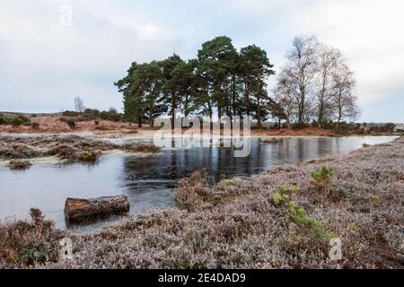 Ogdens, Frogham, Fordingbridge, New Forest, Hampshire, UK, Samstag 23. Januar 2021, Wetter: Frostiger und eisiger Morgen auf dem Land am frühen Morgen. Die kälteren als durchschnittlichen Temperaturen bringen die Aussicht auf etwas Schnee an die Südküste Grafschaften über das Wochenende. Kredit: Paul Biggins/Alamy Live Nachrichten Stockfoto