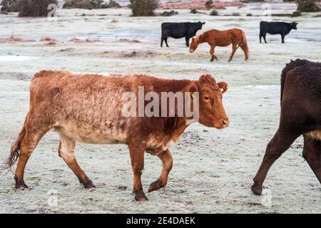 Ogdens, Frogham, Fordingbridge, New Forest, Hampshire, UK, Samstag 23. Januar, 2021, Wetter: Frostiger Morgen für New Forest Ponys und Kühe auf dem Land am frühen Morgen. Die kälteren als durchschnittlichen Temperaturen bringen die Aussicht auf etwas Schnee an die Südküste Grafschaften über das Wochenende. Kredit: Paul Biggins/Alamy Live Nachrichten Stockfoto