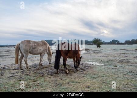 Ogdens, Frogham, Fordingbridge, New Forest, Hampshire, UK, Samstag 23. Januar, 2021, Wetter: Frostiger Morgen für New Forest Ponys auf dem Land am frühen Morgen. Die kälteren als durchschnittlichen Temperaturen bringen die Aussicht auf etwas Schnee an die Südküste Grafschaften über das Wochenende. Kredit: Paul Biggins/Alamy Live Nachrichten Stockfoto