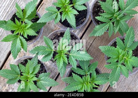 Junge Cannabispflanze auf einem Holztisch, die in einem wächst Kleine Pflanztöpfe Stockfoto