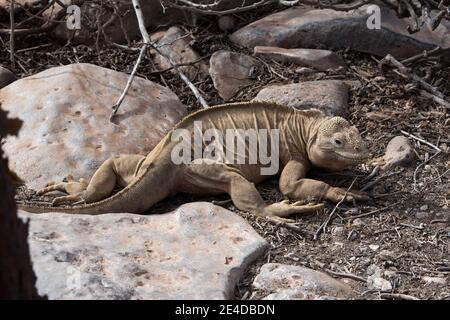 Santa Fe Land Leguan an der felsigen Küste von Santa Fe auf den Galapagos Inseln. Stockfoto