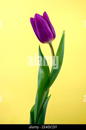 Nahaufnahme des Blütenkopfes einer schönen violetten Tulpe, fotografiert vor einem gelben Hintergrund Stockfoto