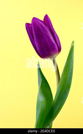 Nahaufnahme des Blütenkopfes einer schönen violetten Tulpe, fotografiert vor einem gelben Hintergrund Stockfoto