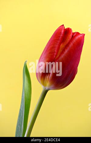 Nahaufnahme des Blütenkopfes einer schönen roten Tulpe, fotografiert vor einem gelben Hintergrund Stockfoto