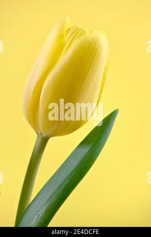 Nahaufnahme des Blütenkopfes einer schönen gelben Tulpe, fotografiert vor einem gelben Hintergrund Stockfoto