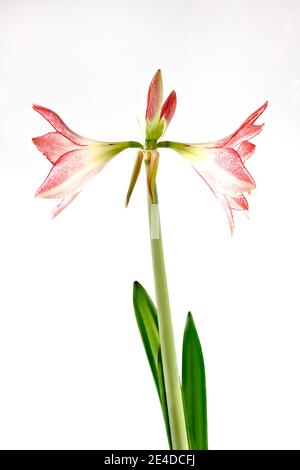 Schöne rosa und weiße Amaryllis Blume von einer Sorte namens Apfelblüte, fotografiert vor einem schlichten weißen Hintergrund Stockfoto